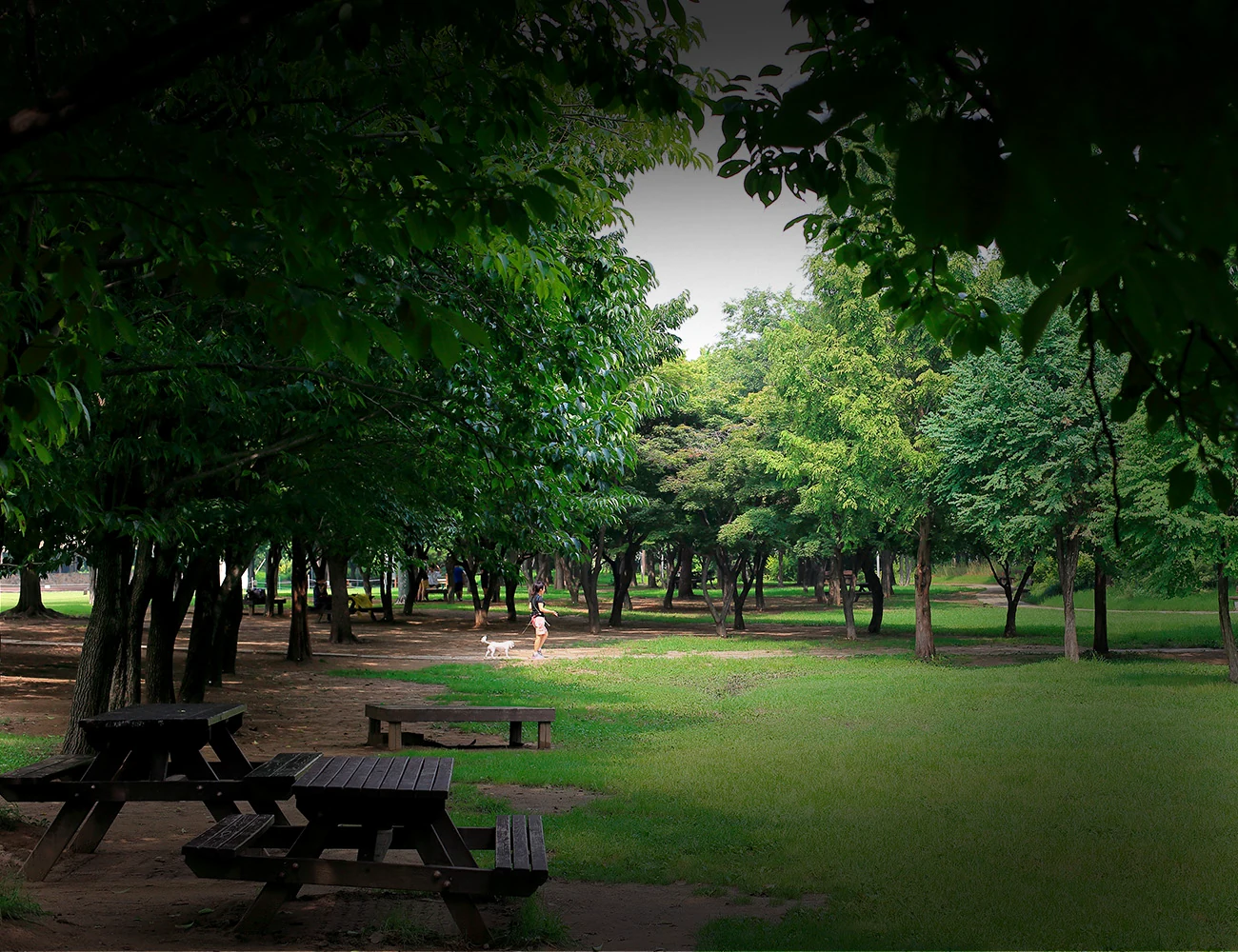 더샵 트리센트 유룡산공원 평화공원 자연환경 보조 이미지